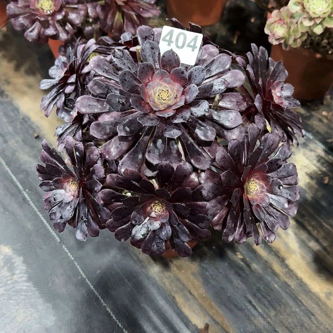 404黑铜壶法师漂亮