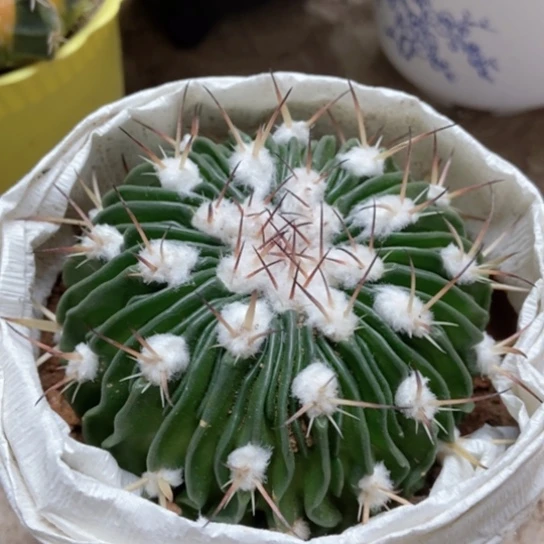 多棱玉仙人球仙人球