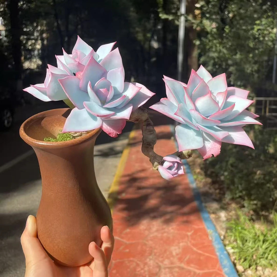 超大盆高级精致广寒宫多肉植物老桩带盆栽适合新手室内阳台小盆栽