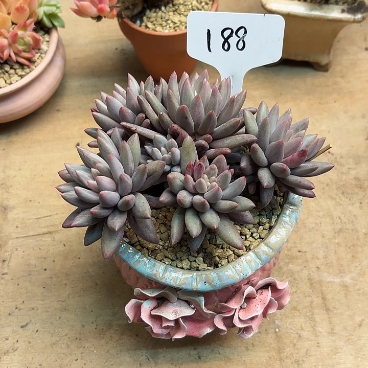 多肉植物，红蜻蜓188号