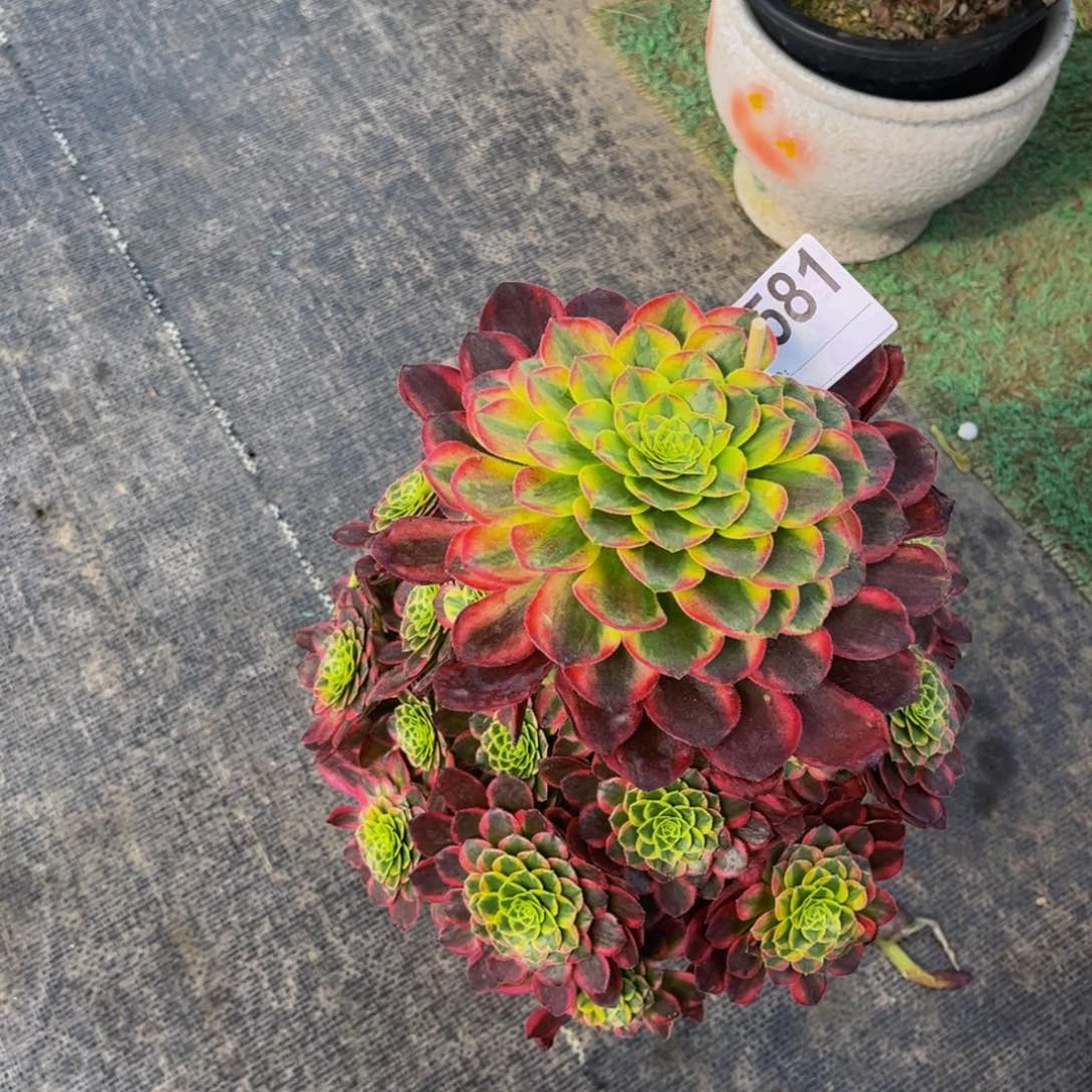 莫*醉多肉朝霞00000000581