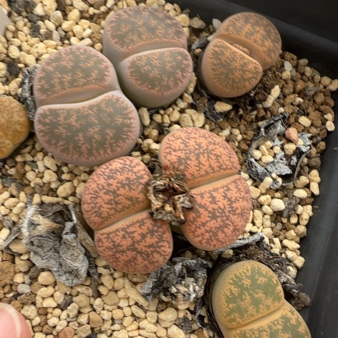 10.30一遥母本8077