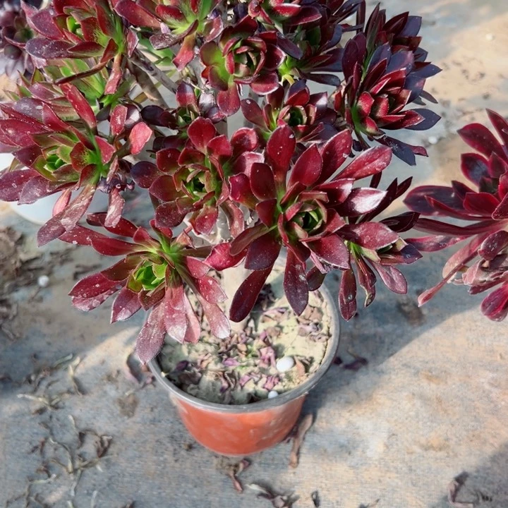 200三色黑法多肉植物的