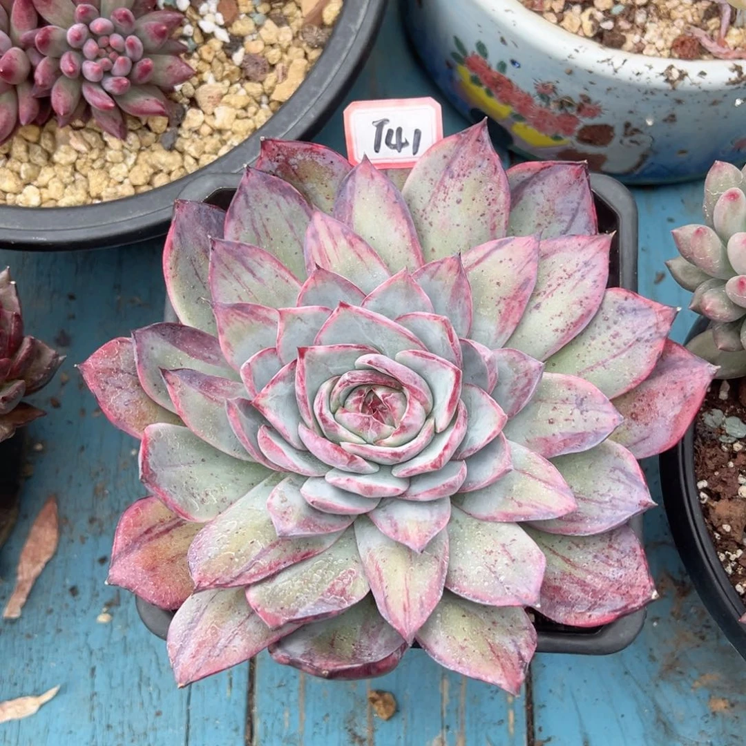 精品多肉植物老桩