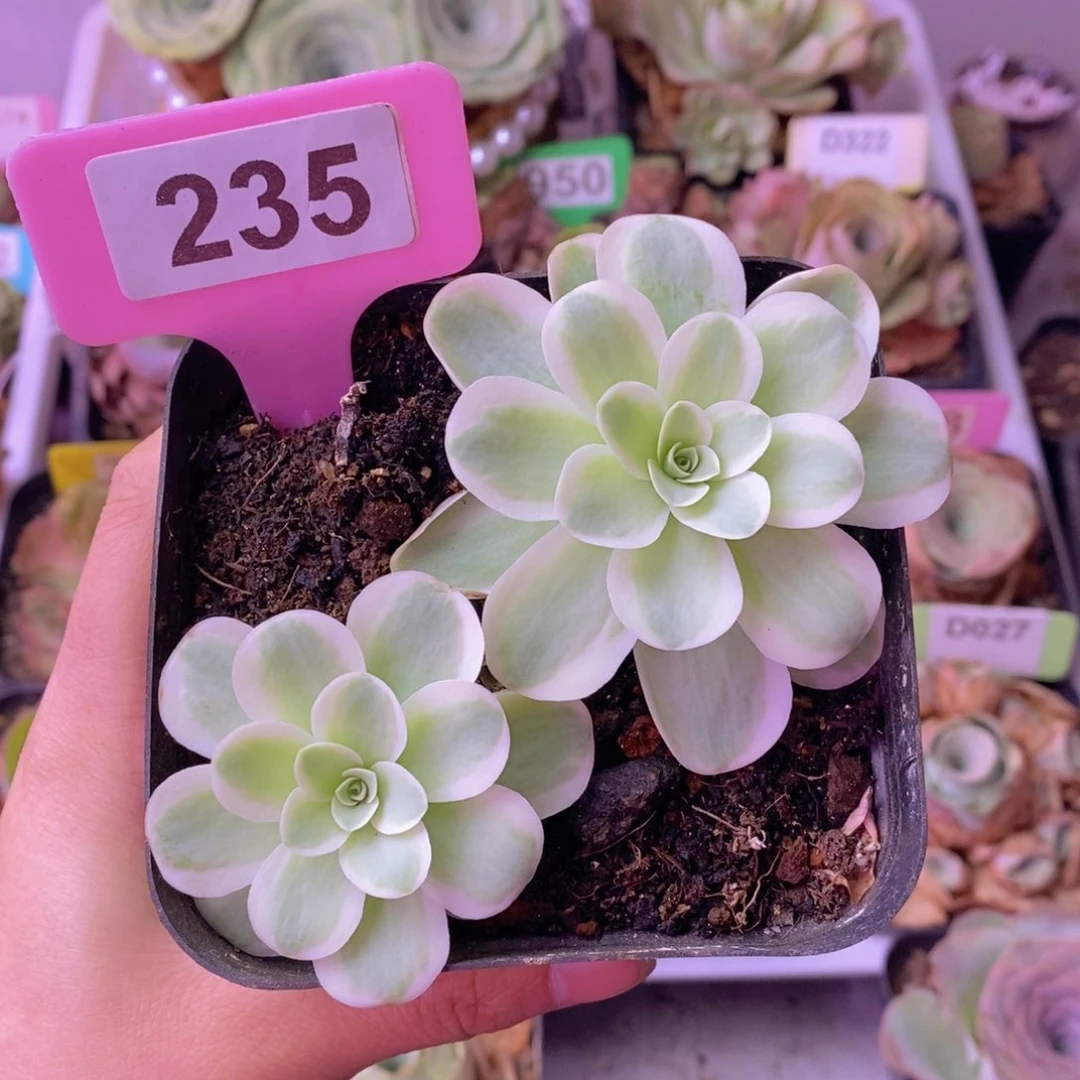 黄锦春晓一物一拍235