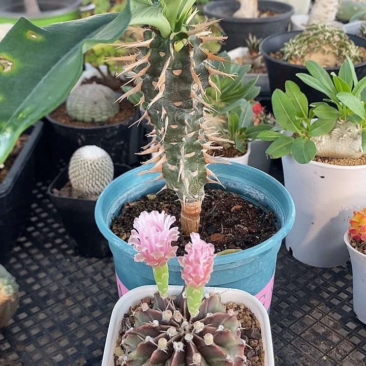 米哈➕喷火龙，一物一拍