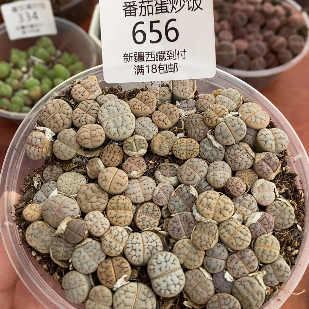 感谢您的光临，荒混，656