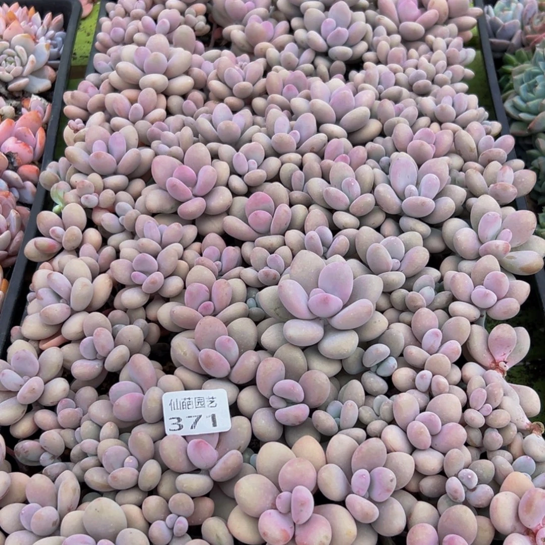 371学校发个红红火火好宝贝