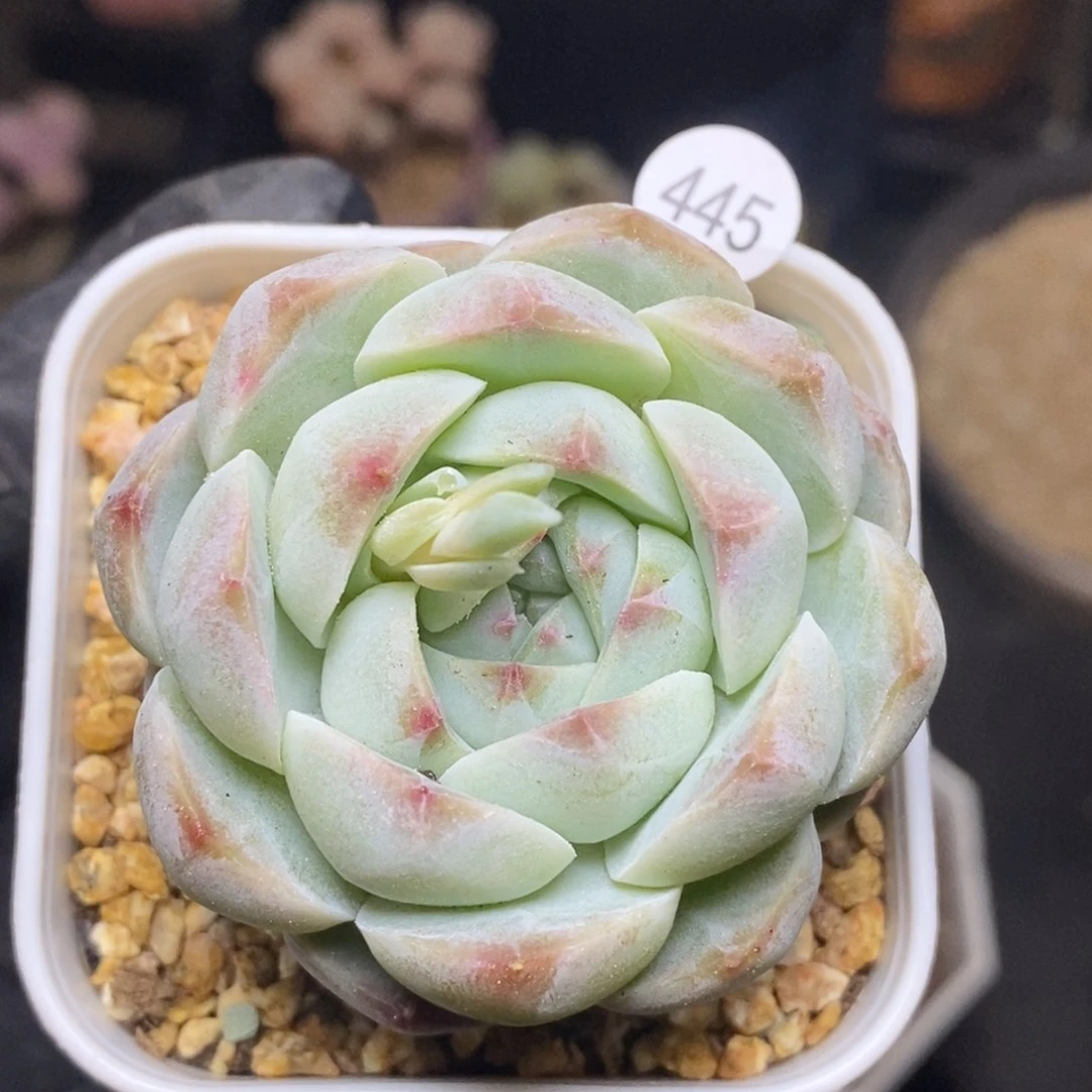 28包邮迷你肉肉MZ445