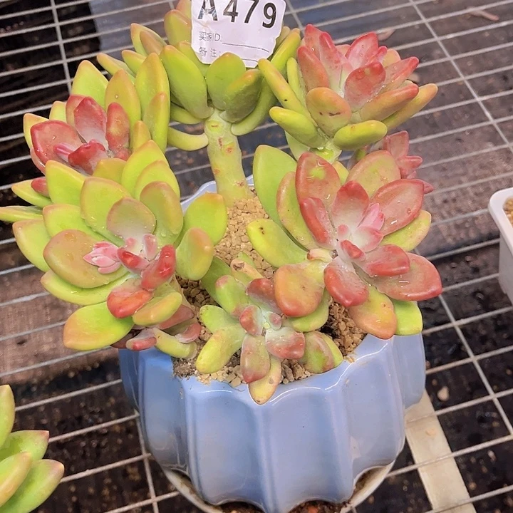 明***不去我要回家哦嘛们479