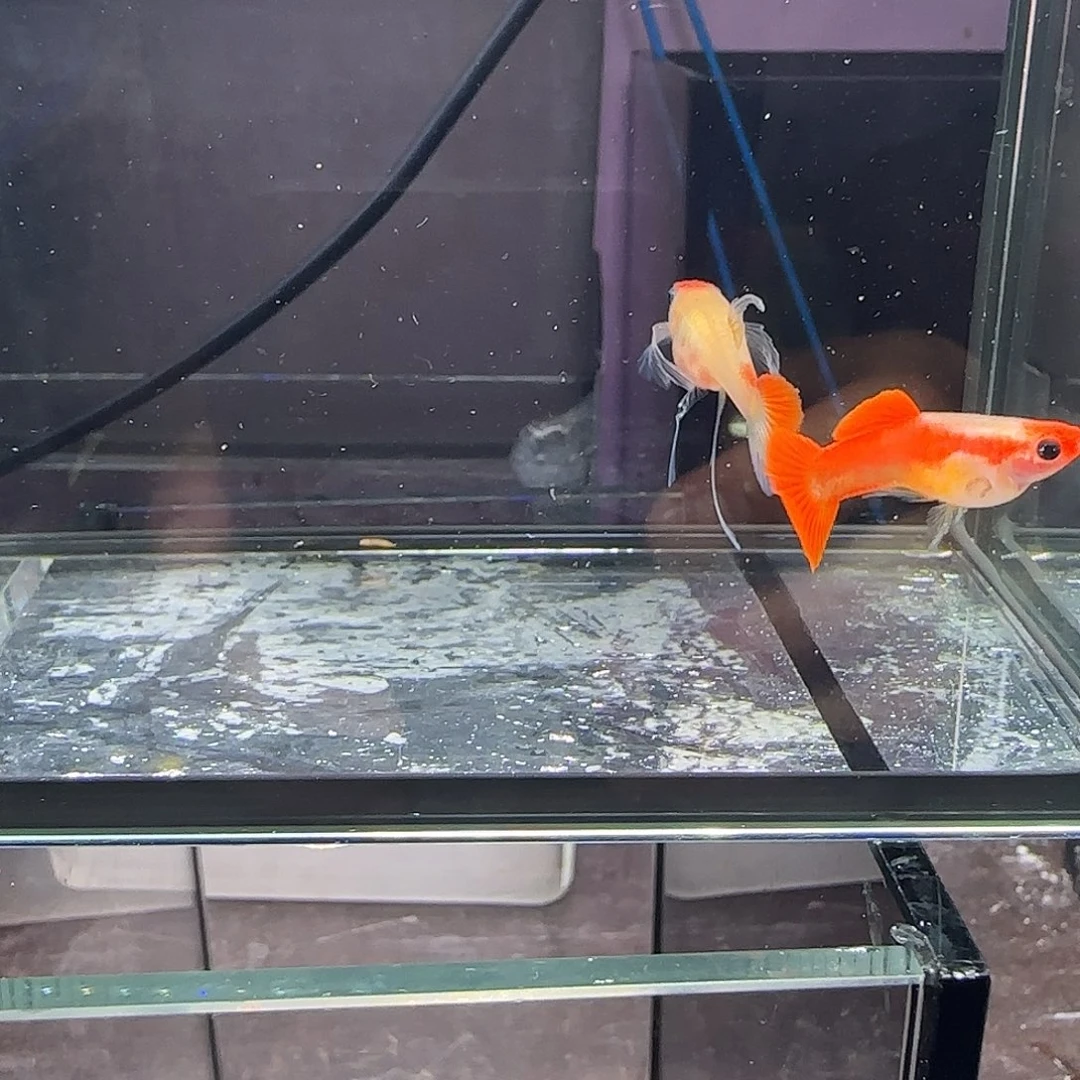 孔雀鱼短体深海蓝玻璃猫大c一对