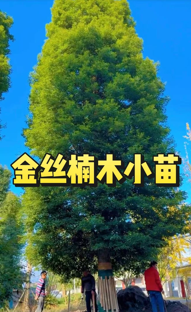 四川正宗金丝楠木树苗—小苗