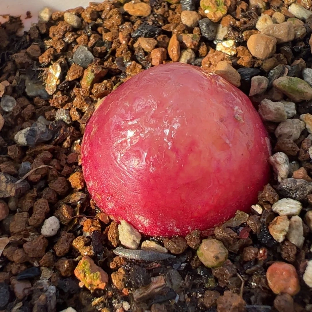 012多肉植物百科