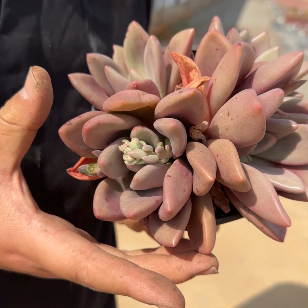 桃花源四头起发整装