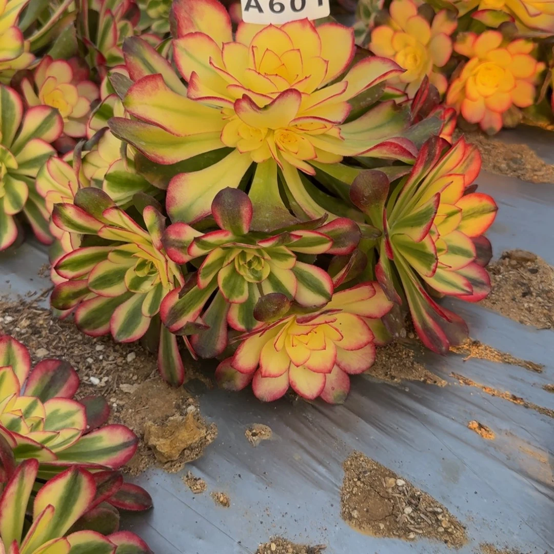 601荔枝。多肉植物