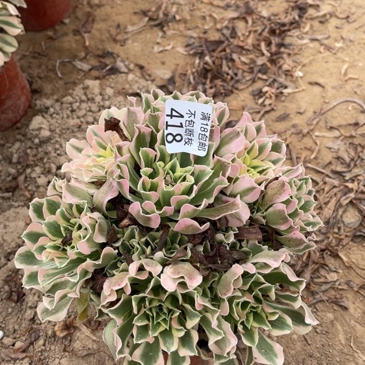 418雨花石绣球1北