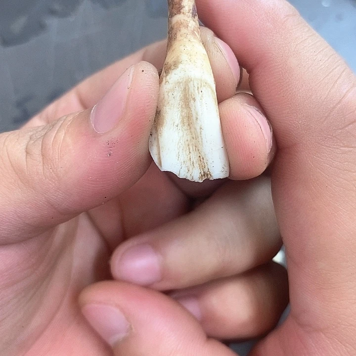 非洲紫檀（红花梨）1096