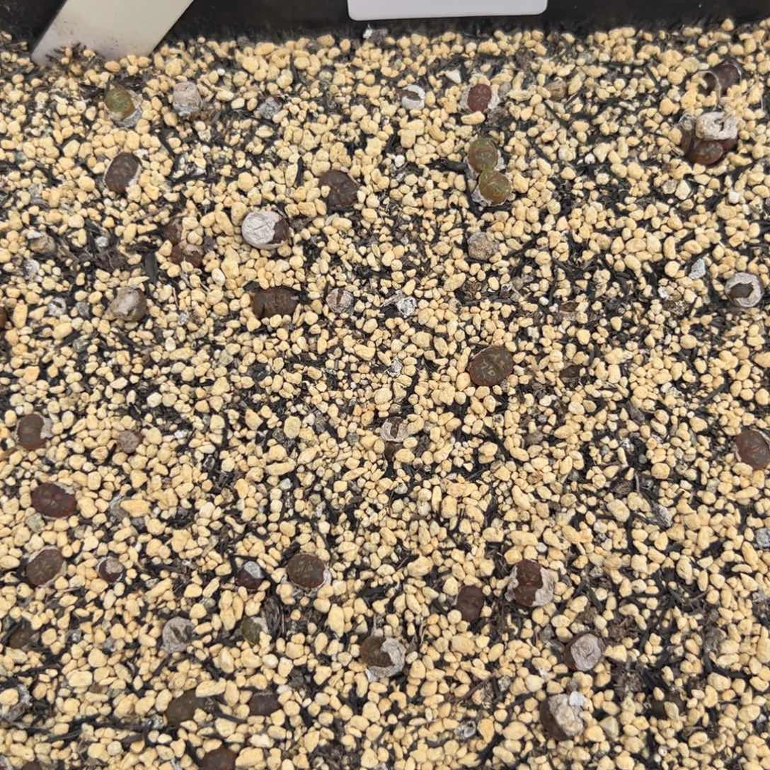 7-32量拍m006勋章一颗