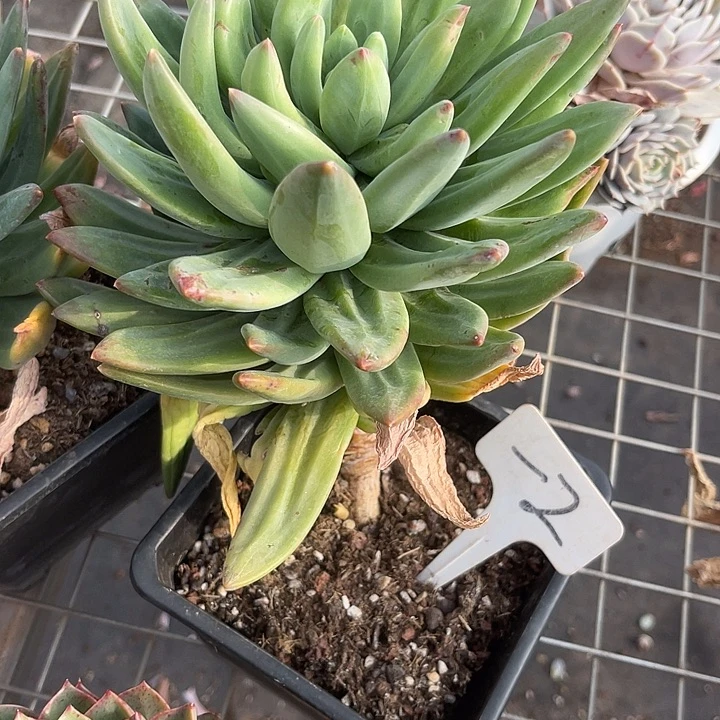 笑***两单包邮，一物一拍2