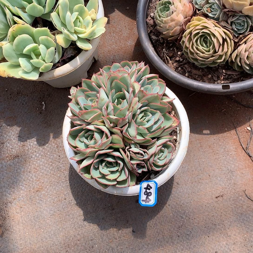 484牡丹亭一物一拍多肉