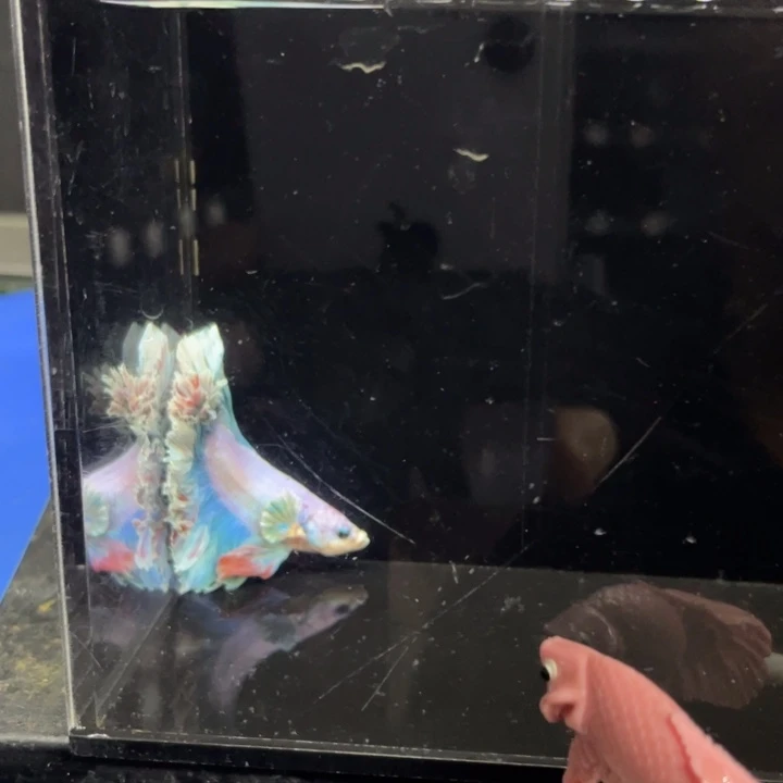 海水鱼哈啊哈哈哈哈450