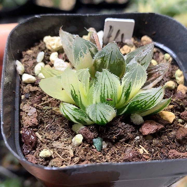 白泽毛玉露锦带盆土法伦mom