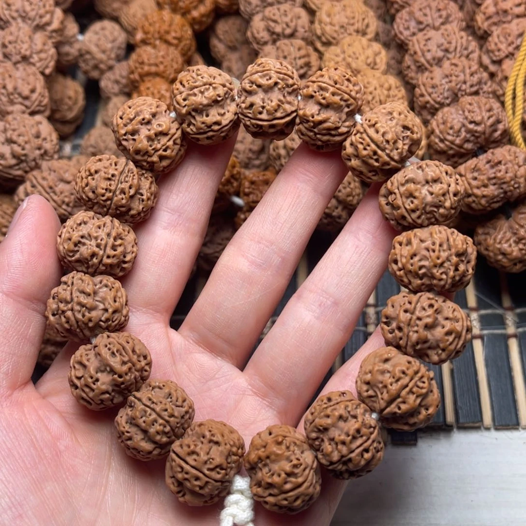 菩提18号金刚菩提矮壮原生态梅花20