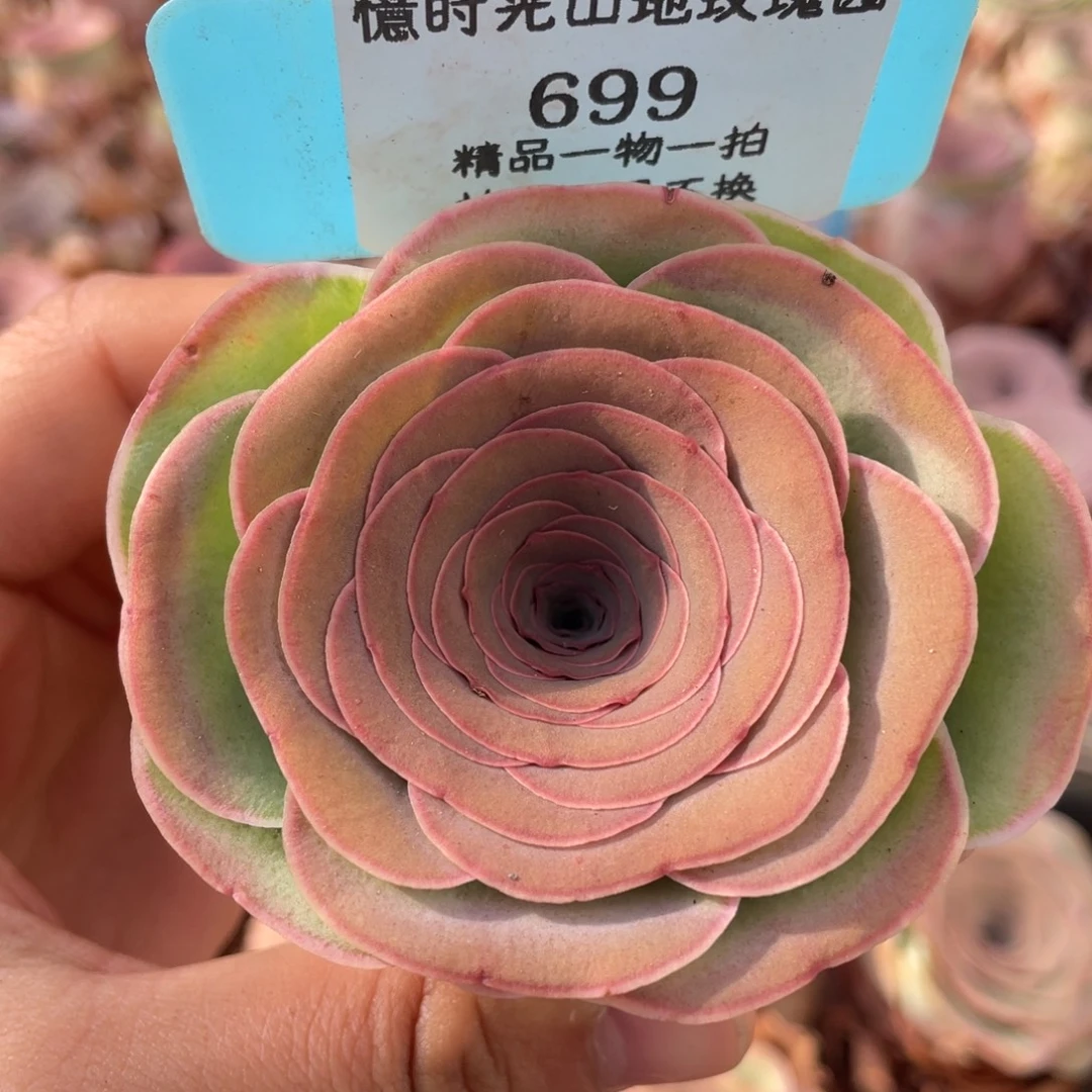 山地玫瑰699裸根发货不售后