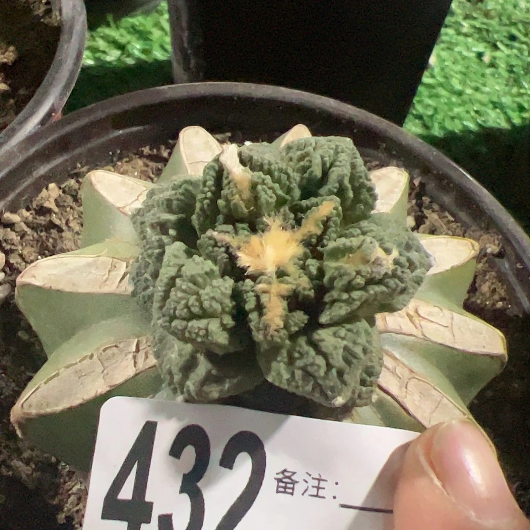 龟甲牡丹仙人球432