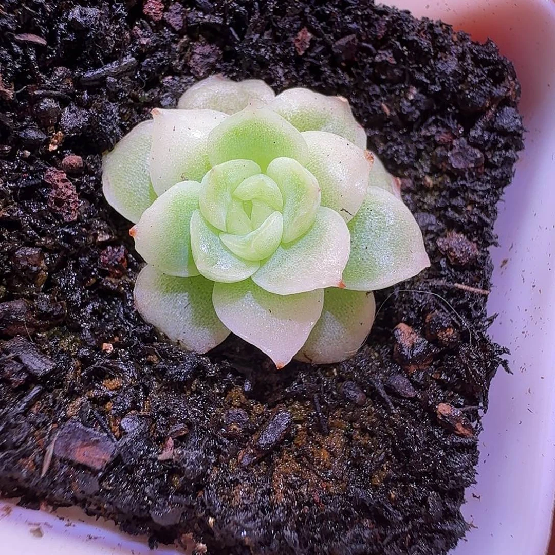 白釉单头开播福利
