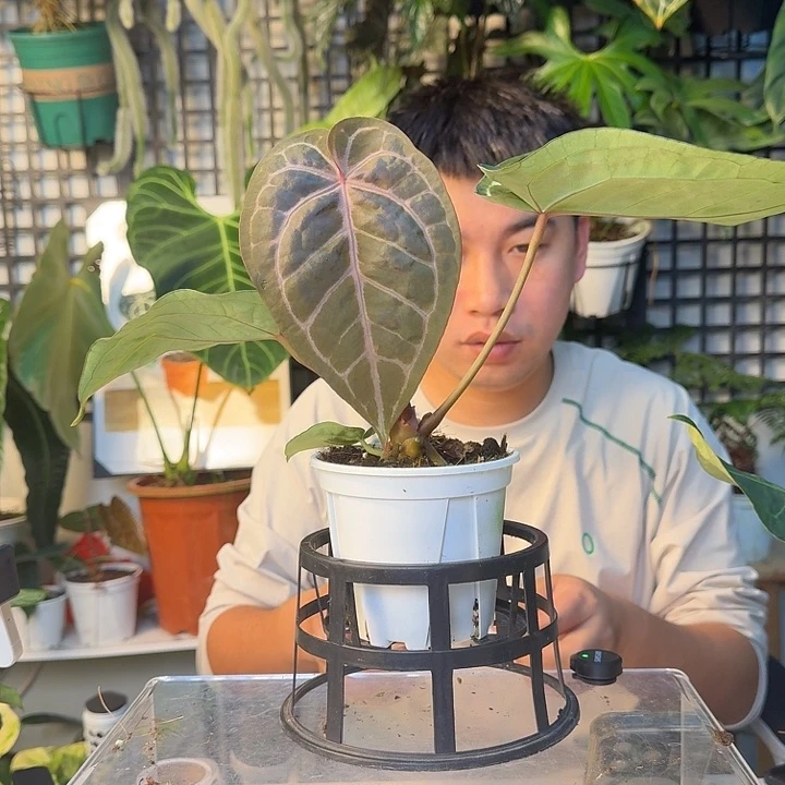 完全开放紫水晶杂H169