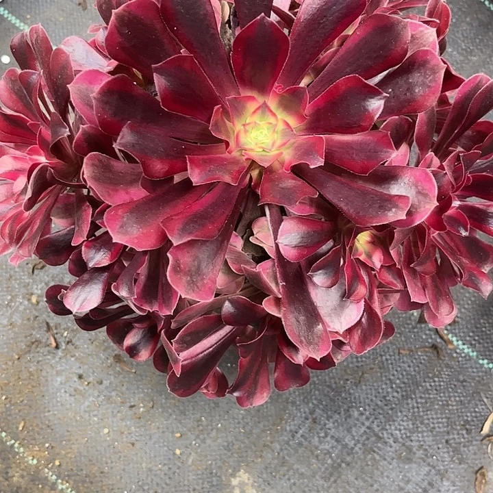 星***海多肉植物美杜莎锦……