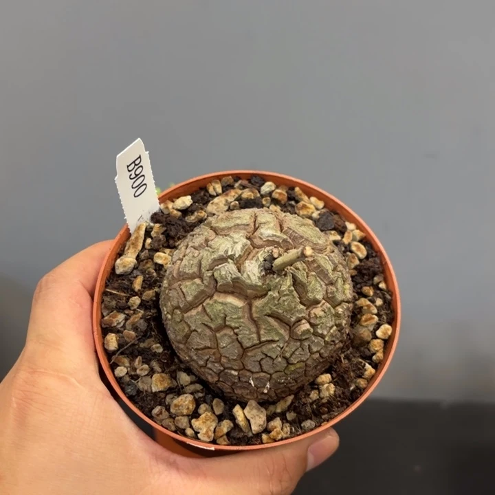 900 南非龟甲龙带盆