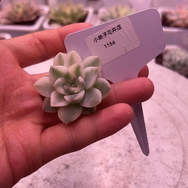 1156号冰岛长茶金多肉