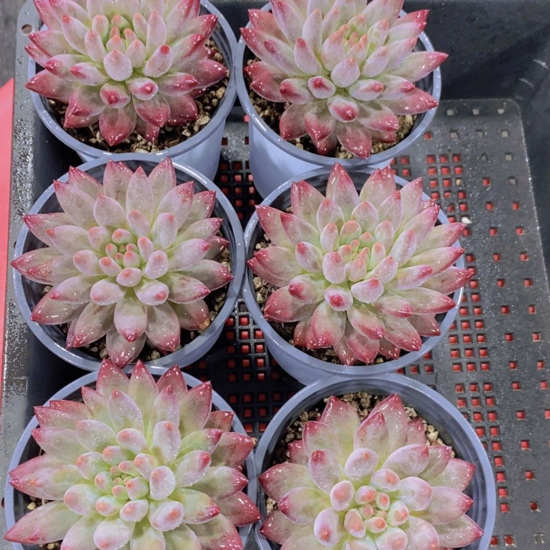 1106-05-如烟美人单头母本一个