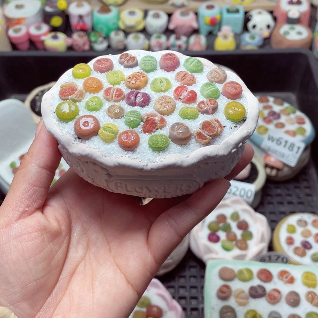 w6204 带盆土发货-零下地区拍保温箱