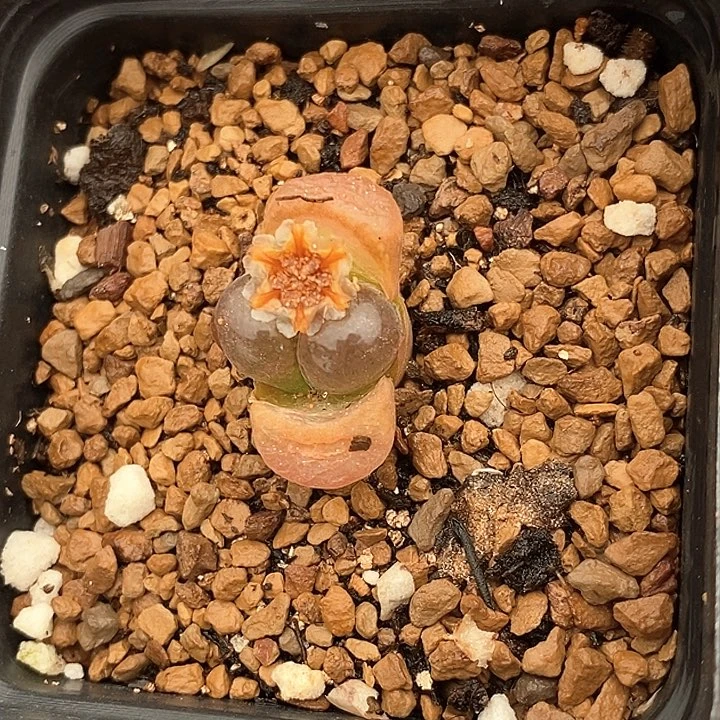 姜*条1350一颗一颗一颗