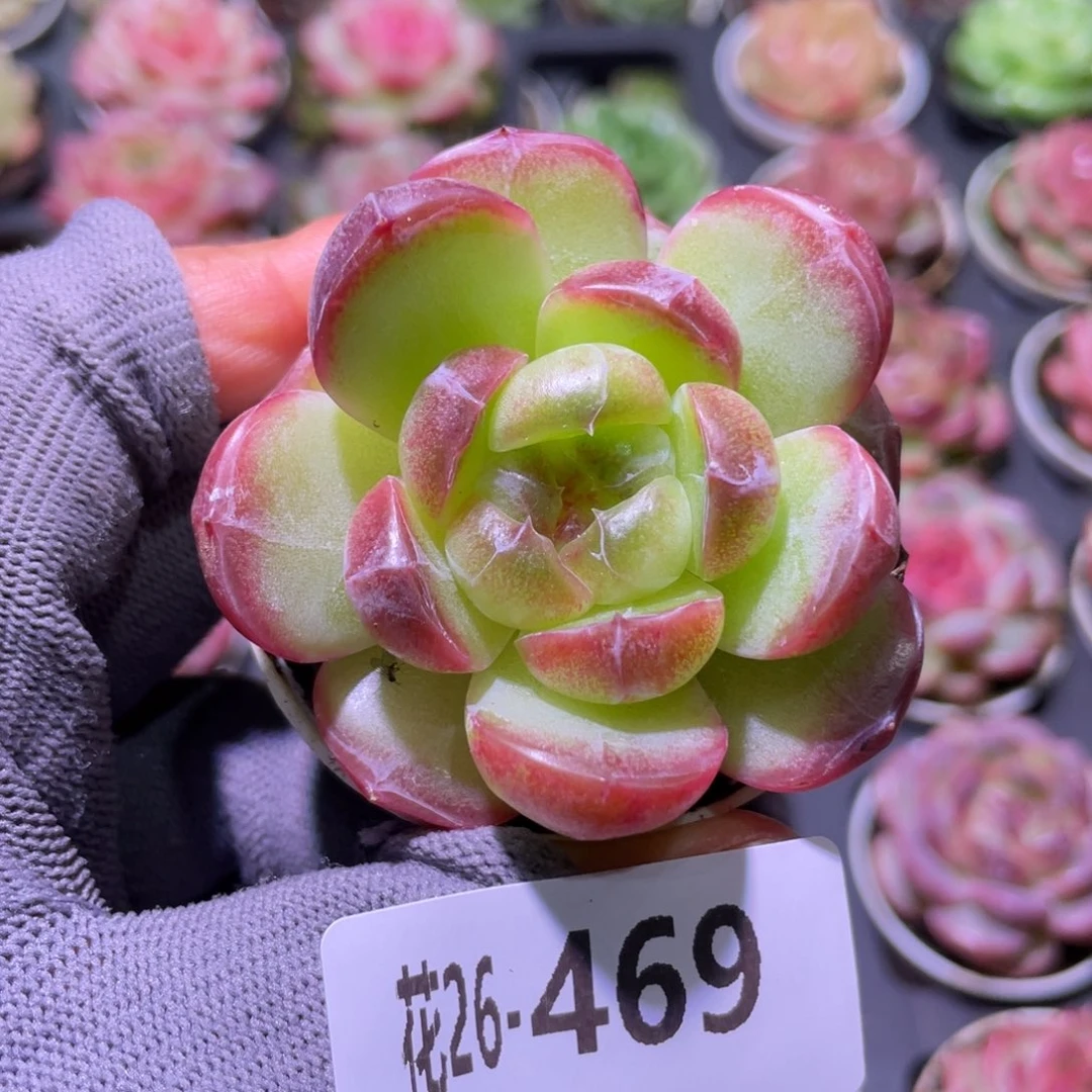 花利美26-469珍妮