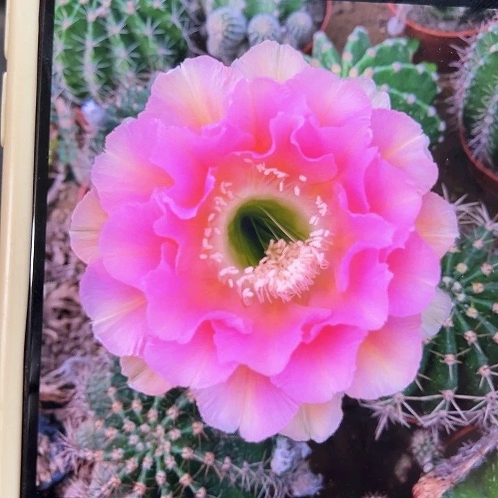 小神仙侧芽4-5公分