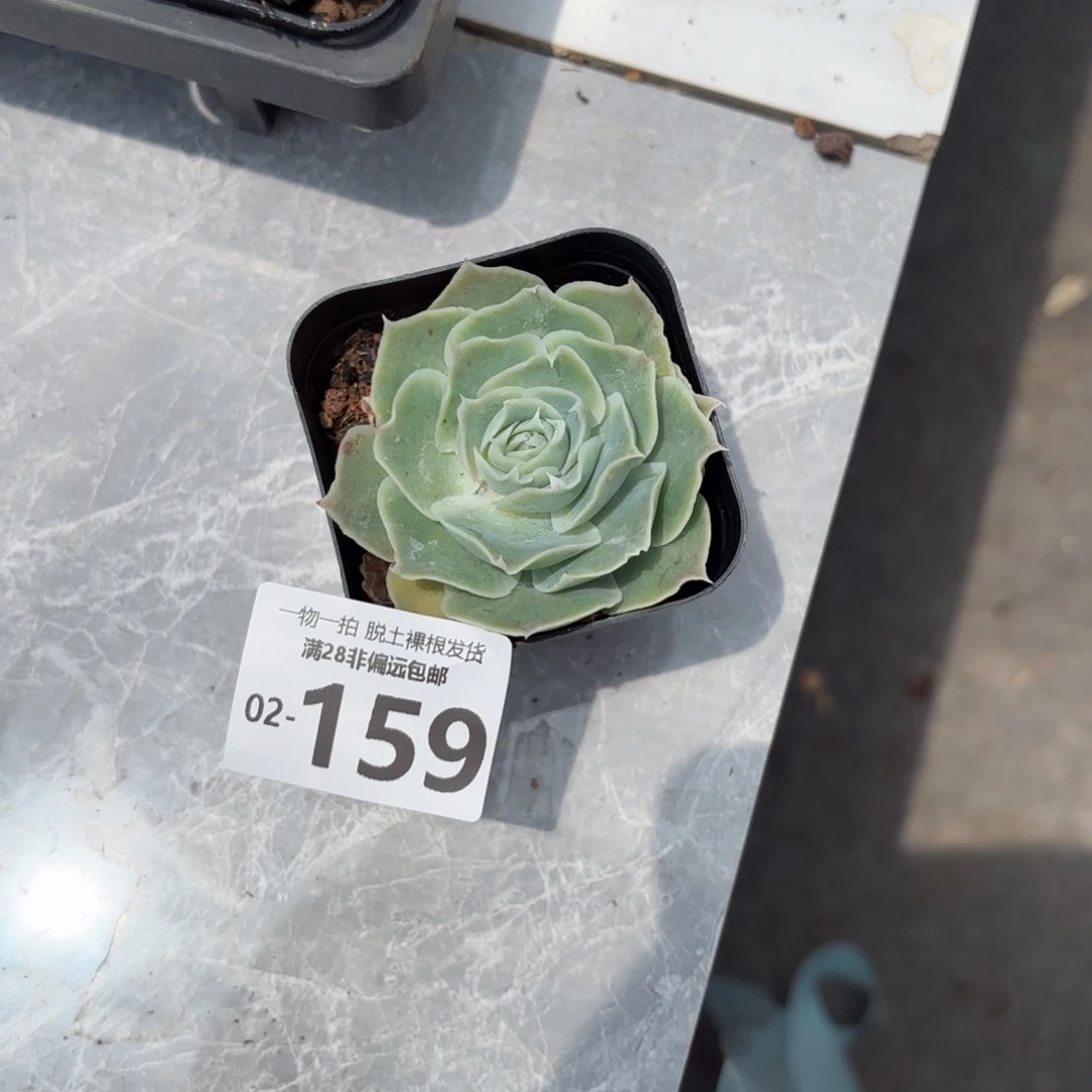 蓝丝绒单头多肉多肉