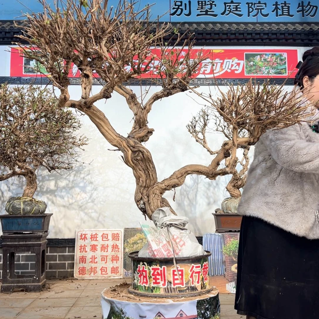 当前无花朵，栽培后可花朵