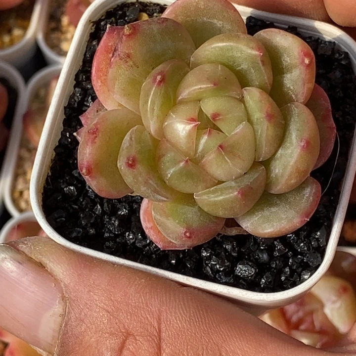 天官赐福百无禁忌