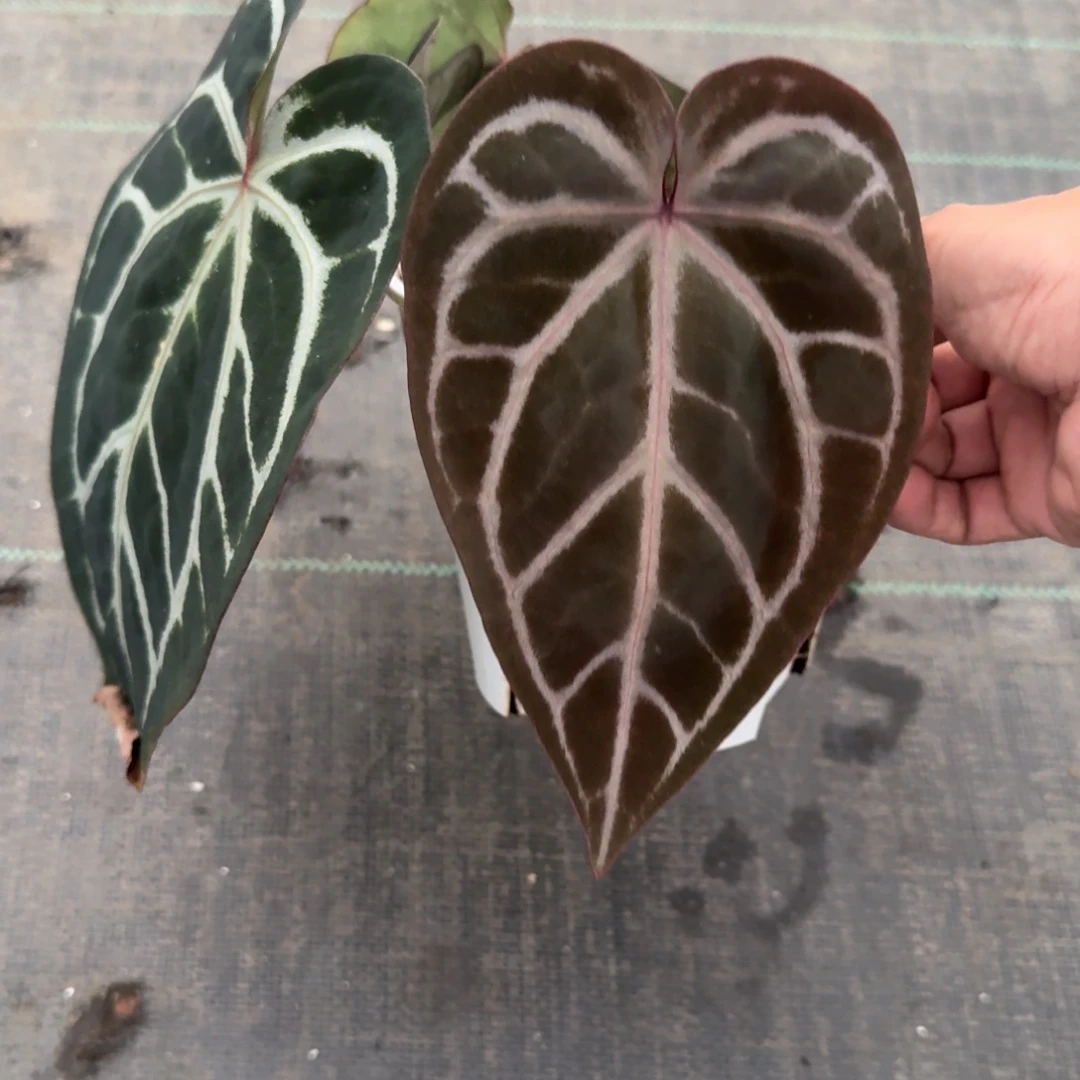 不开花植物特价绝绝紫