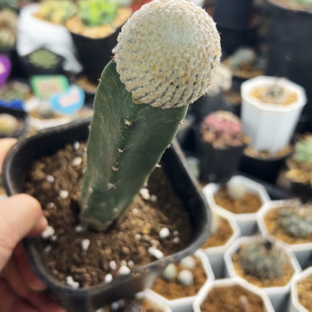 日系小白球仙人球11111111