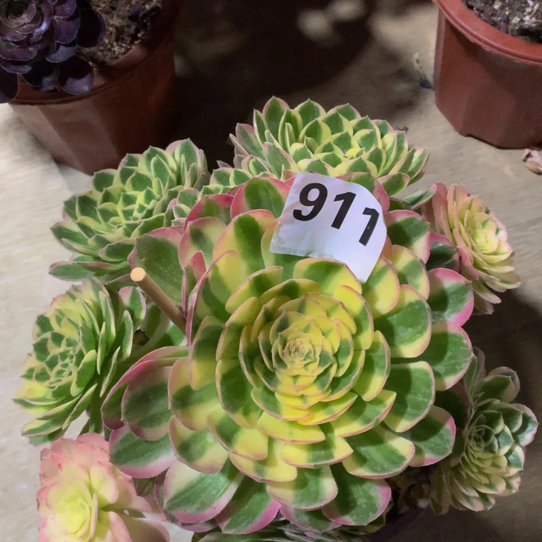 海鲜911法师多肉