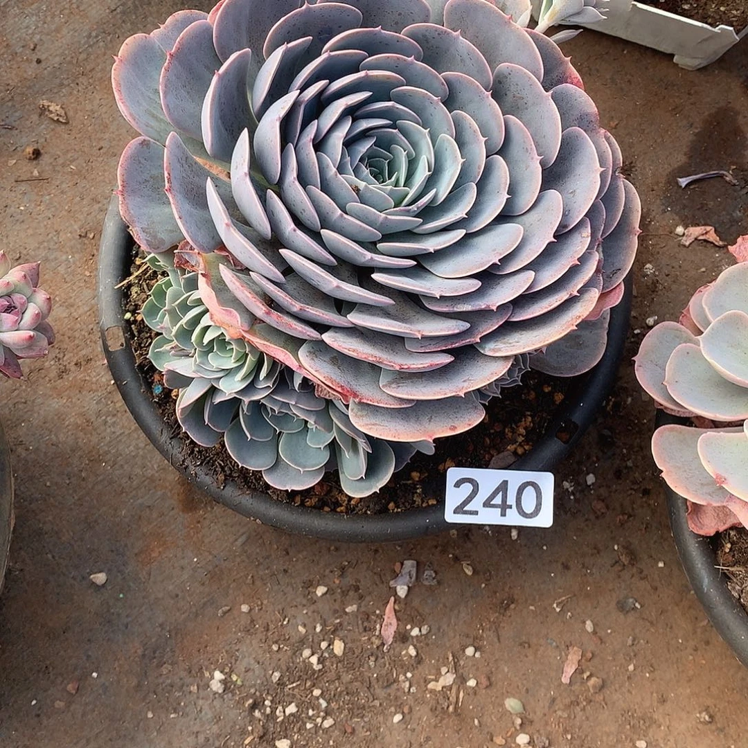 240 一物一拍多肉！