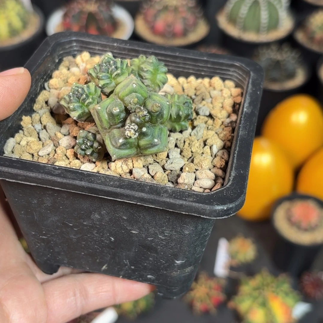 泰系米哈仙人球180