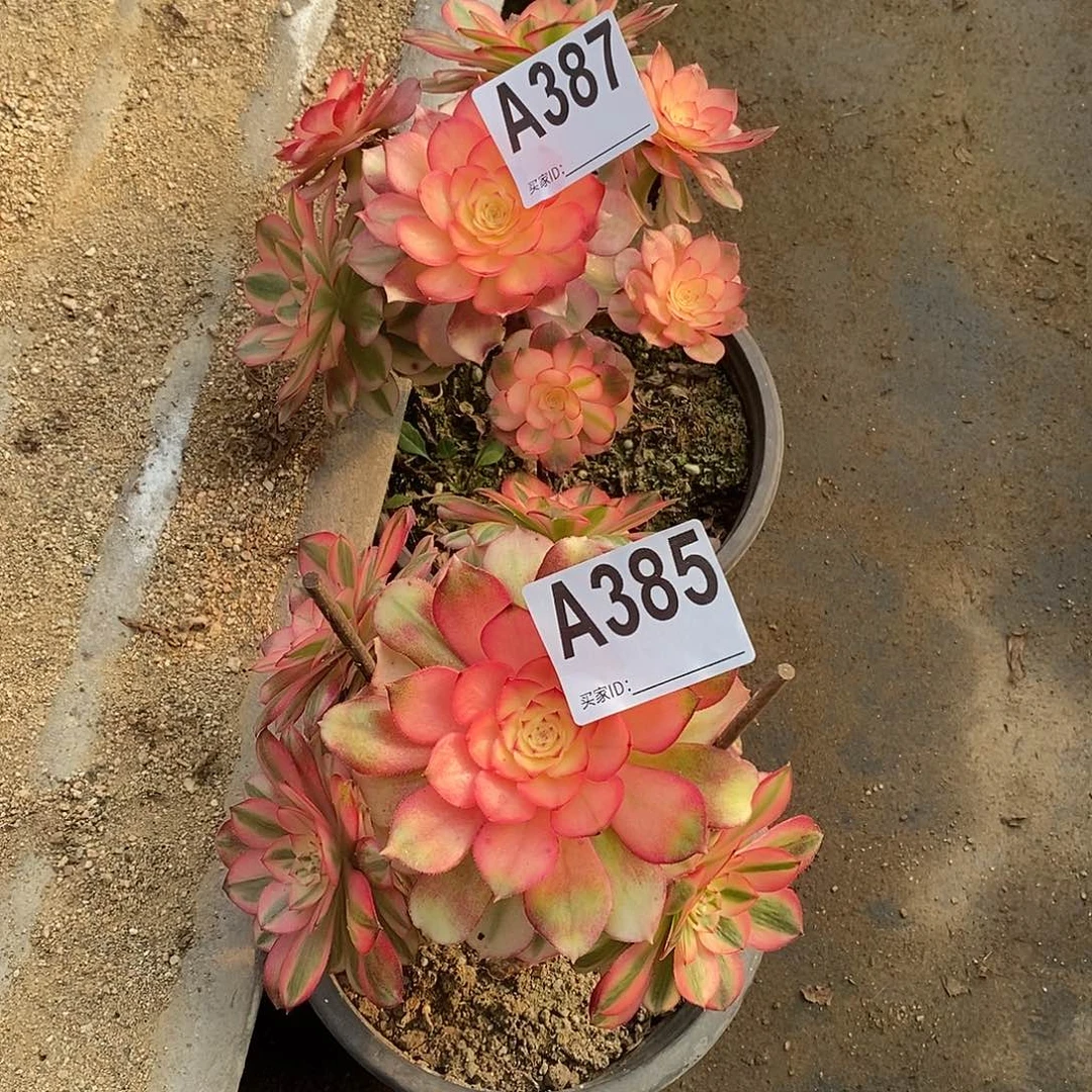 青城两颗多肉法师387385