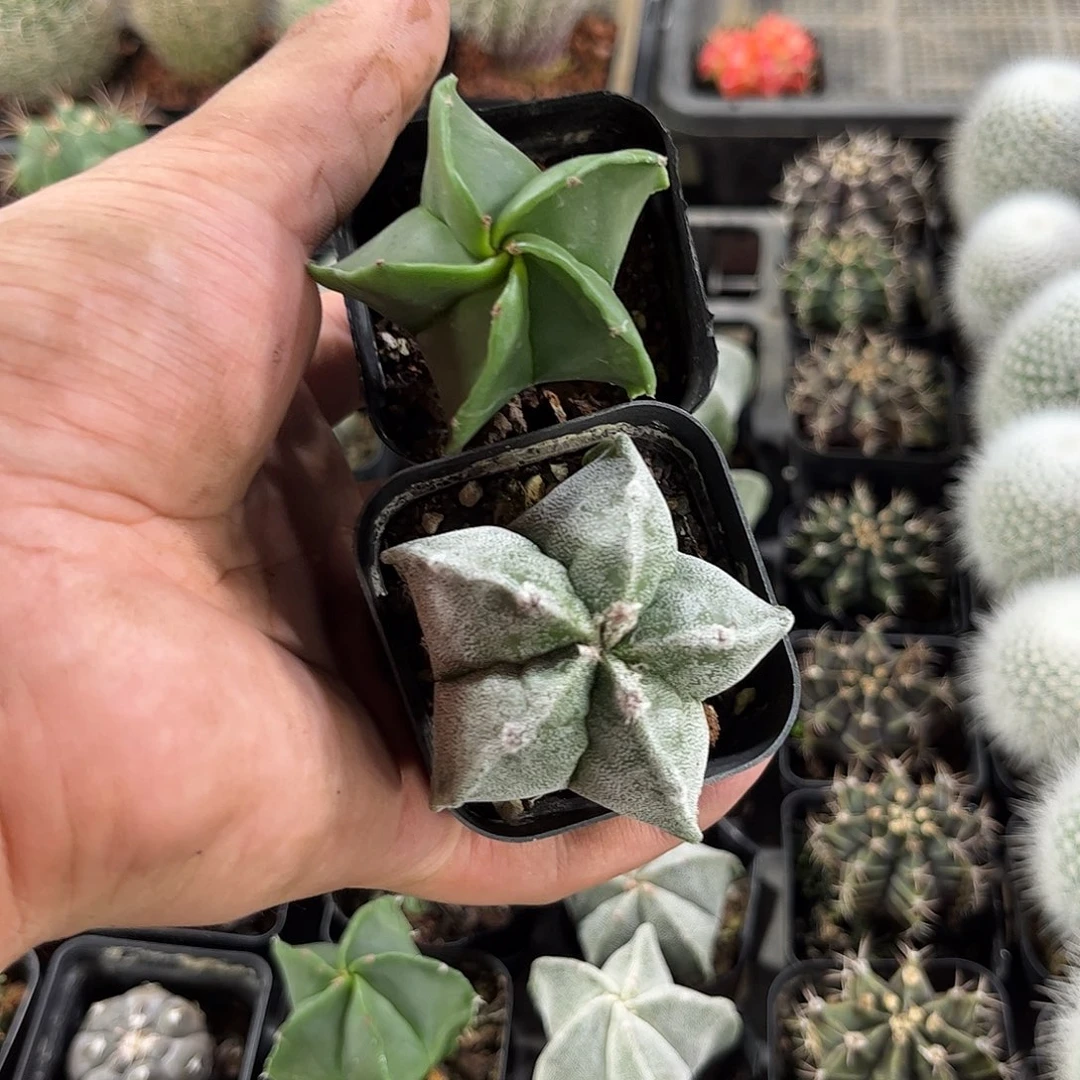 五角鸾凤玉组合单头发货