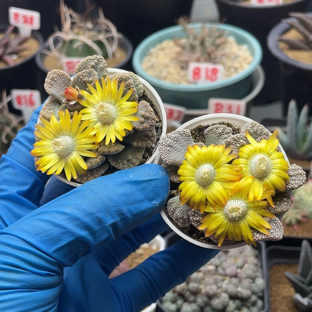 实生番杏天女仙人球两颗